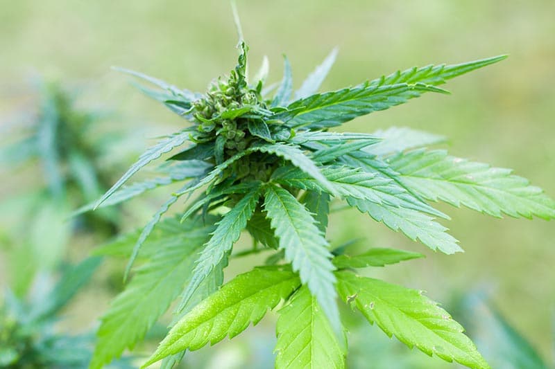 Nahaufnahme einer Cannabispflanze